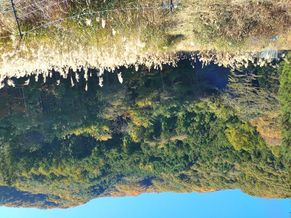 Panoramic view of forest owned by “K” LINE